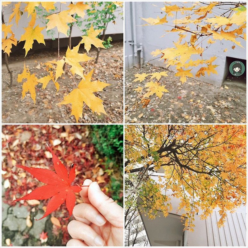 가을 끝에서 본 양재천과 공원 정경