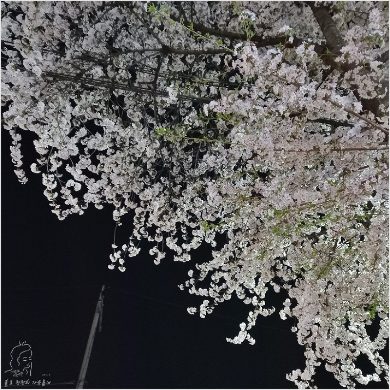 [단디]에서 저녁먹고 밤벚꽃 구경