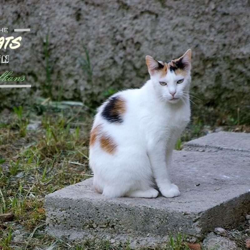 동유럽여행 번외편#6-1 발칸반도의 고양이들