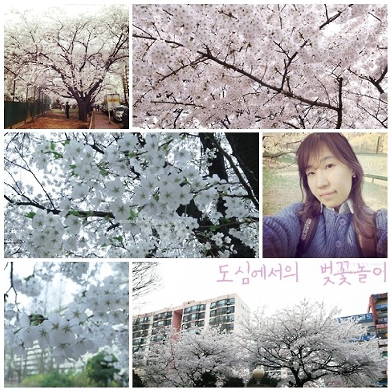 봄이니까 벚꽃 (사진 많아요.^^;)