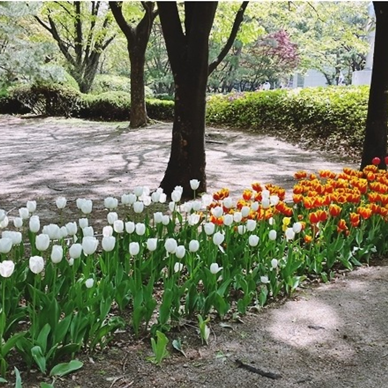 도산공원의 튤립따라 봄을 걷다.