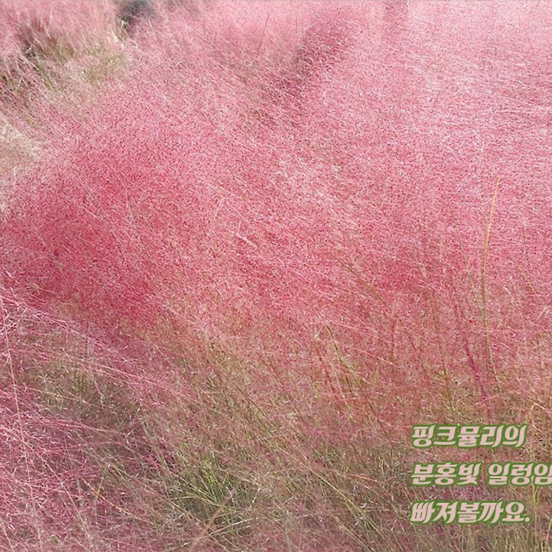 반포(잠원지구) 한강공원에서 보는 핑크뮬리