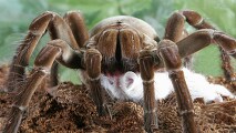 현재「세계에서 가장 큰 거미」라고 불리우는【골리앗 버드이터】를 알아보자!