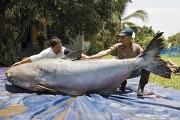 293kg이 넘어가는 세계에서 가장 큰 메기와 여러 나라에서 포획되는 세상에서 가장 큰 물고기를 소개