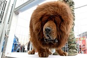 티베탄 마스티프【Tibetan Mastiff】는 세계에서 가장 비싼 개 중에서 하나 입니다.