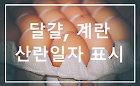 달걀 계란 산란일자 표시 내용 알아보기