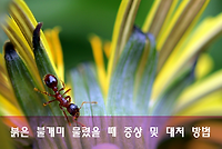 살인개미, 붉은불개미 특징, 물렸을 때의 증상 및 대처 방법