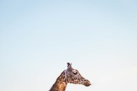 동물의 눈동자 모양은 왜 다를까?(2017, 고2, 9월)