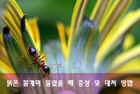 살인개미, 붉은불개미 특징, 물렸을 때의 증상 및 대처 방법