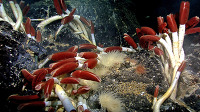 심해저 생물의 생태(2007, 6월모평)