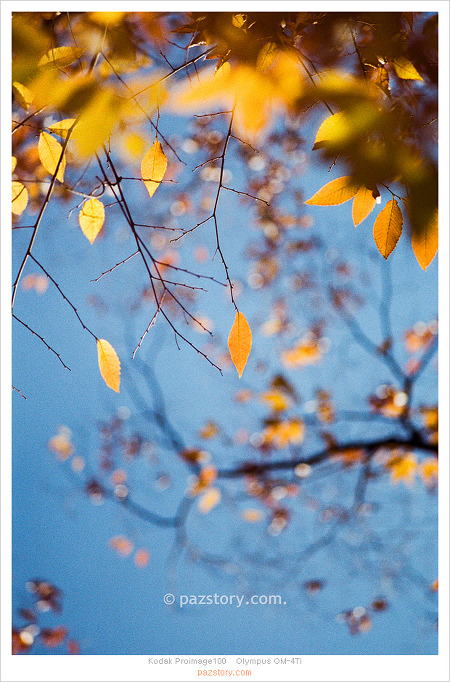 필름사진 보정, 가을