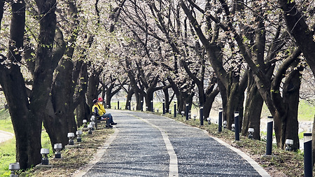 끝물 - 괴산 청안,청주 상당산성 벚꽃