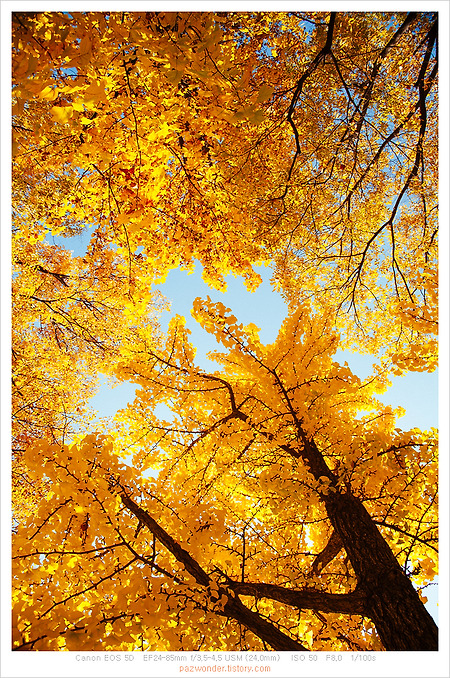 과천 은행나무길 (Canon 5D)