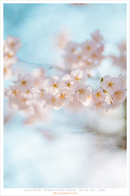 [Canon 5D] 봄의 컬러