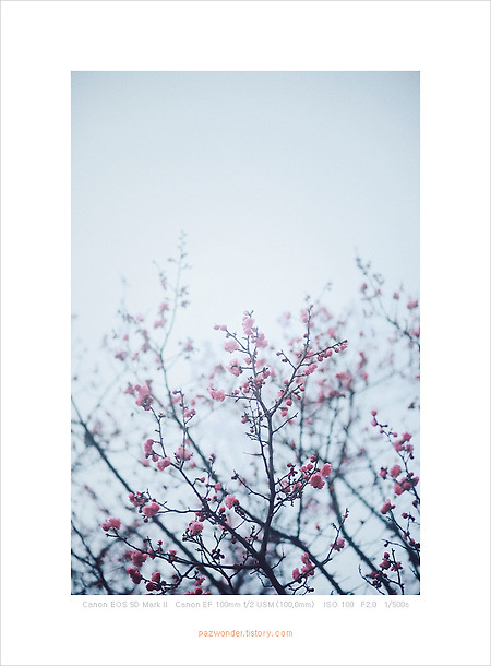 봄의 시작 (Canon 5D Mark II)