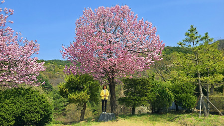천안 벚꽃 명소 - 각원사/무진가든 겹벚꽃,능수(수양)벚꽃