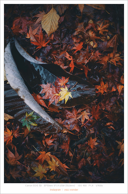 [Canon 5D] 가을비 단풍 산책