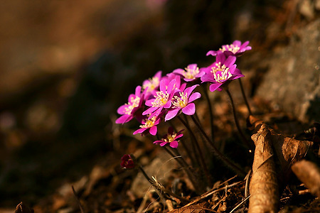 【11.03.13(일)】15.16.구름산/청계산...노루귀