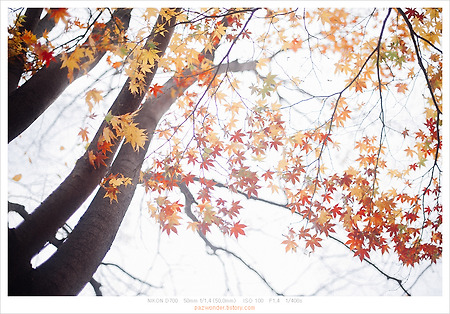 강풍 불던 가을 날 (니콘 D700)