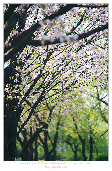 [Canon 5D] 동네 봄산책
