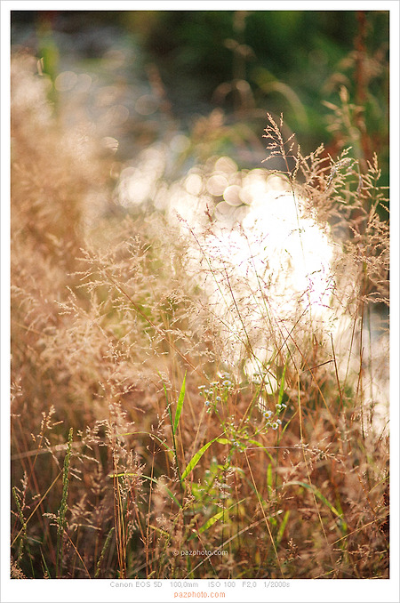 [Canon 5D] 몽글몽글, 해질녘 햇살(2020)