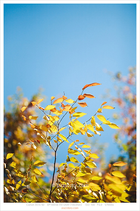 가을 사진 산책 Part.1 [Canon 5D]