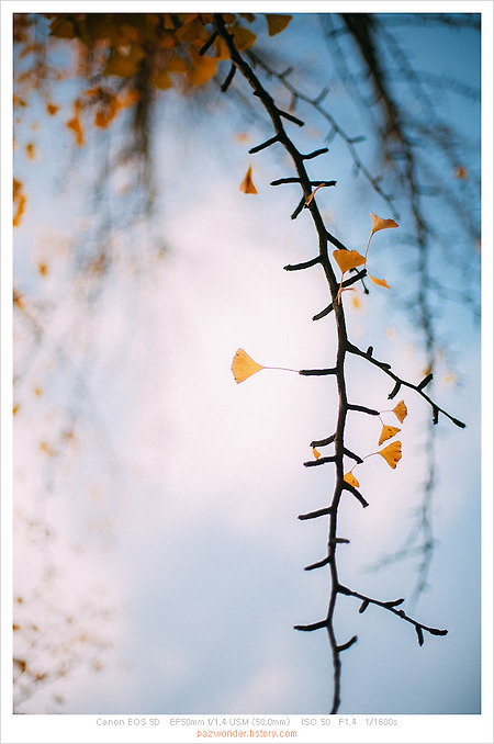 가을, 단풍의 계절 (Canon 5D)