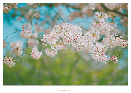 [Canon 5D] 꽃봄이 간다