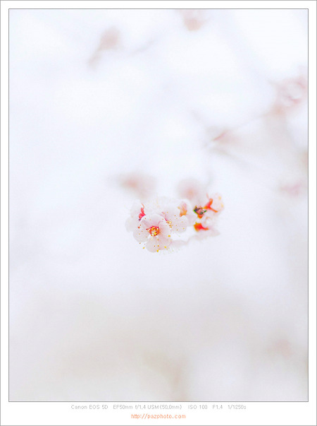 [Canon 5D] 봄