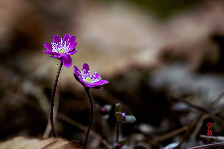 【10.03.14(일)】12.구름산 노루귀