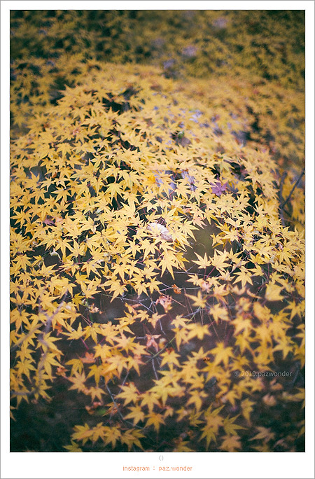 [Canon 5D] 흐린 날의 가을