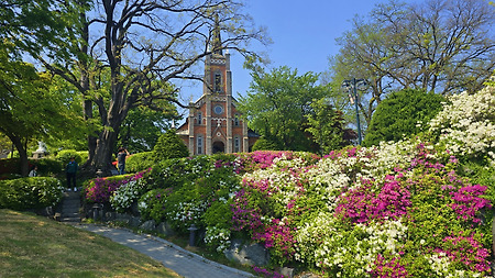 절정 - 아산 공세리성당 철쭉
