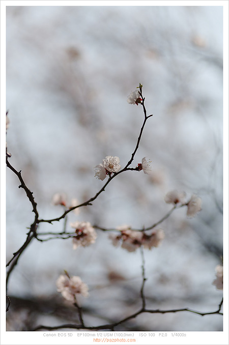 [Canon 5D] 봄 나들이