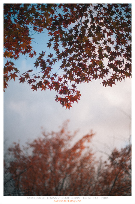 가을 풍경 Part 2 (Canon 5D)