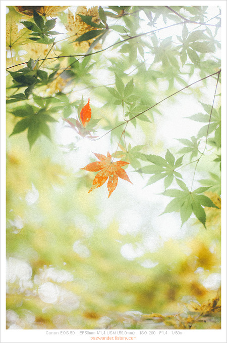 가을 산책 (캐논 5D)