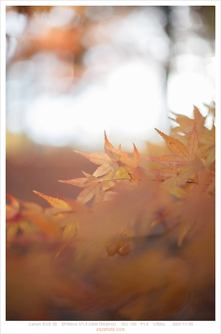 [Canon 5D] 아주 조용했던 초겨울 산책