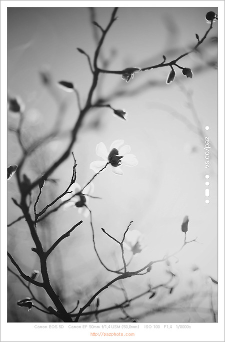 [Canon 5D] 흑백으로 만나는 봄