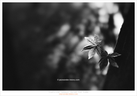 막바지 가을, 흑백사진 (후지 X100)