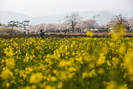 경주 반월성의 봄풍경~