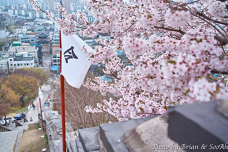 2025 벚꽃놀이 - #3 팔달산