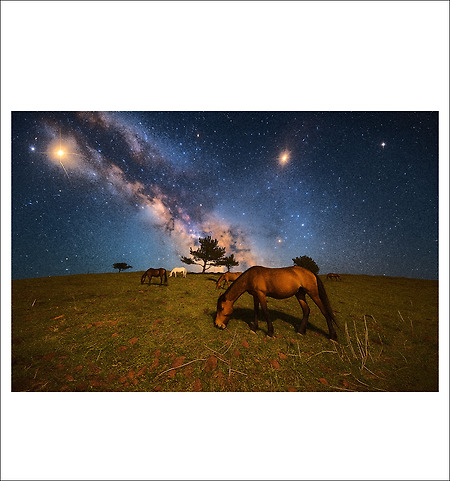 평화로운 말들의 행성(Planet of Peaceful Horses.2025)