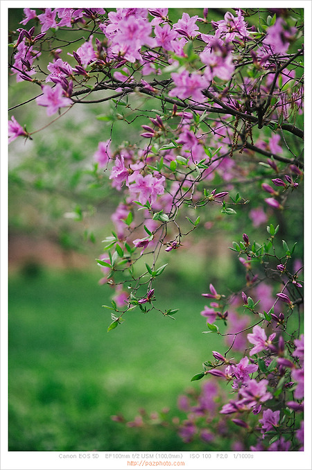 [Canon 5D] 봄이 좋은 이유