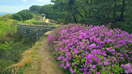 꽃(철쭉)보다 신록 - 청주 상당산성