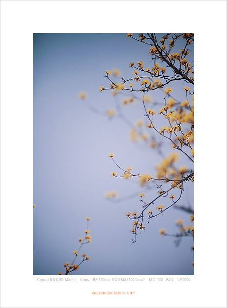봄의 시작, 산수유 (Canon 5D MarkII)