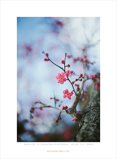꽃이 피는 이유 (Nikon D700)