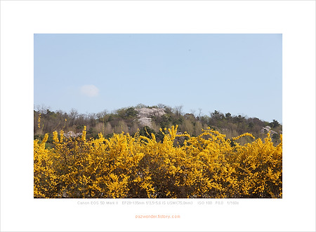 봄날, 국립 현충원에서 (Canon 5D MarkII)