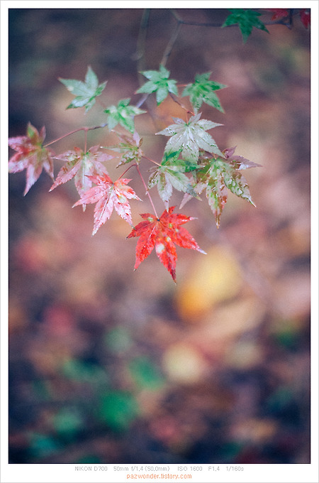 빨간 단풍 촉촉히 젖은 날 (Nikon D700)