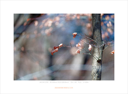 겨울햇살 (Nikon D700)