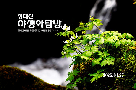 【25.04.27(일)】19.청태산 야생화탐방