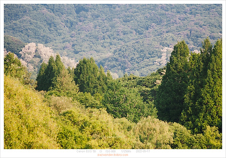 [5D]늦은 오후 산책. 서울대공원.